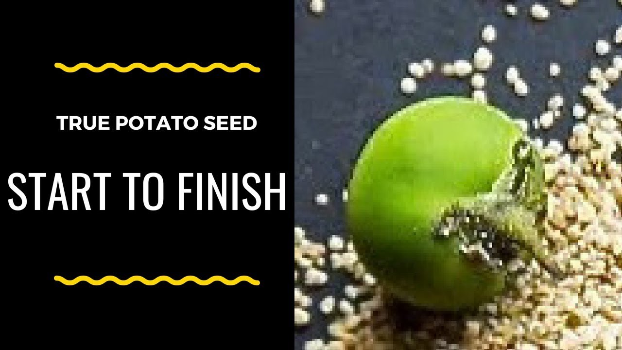 True Potato Seeds - TPS - Start to Finish