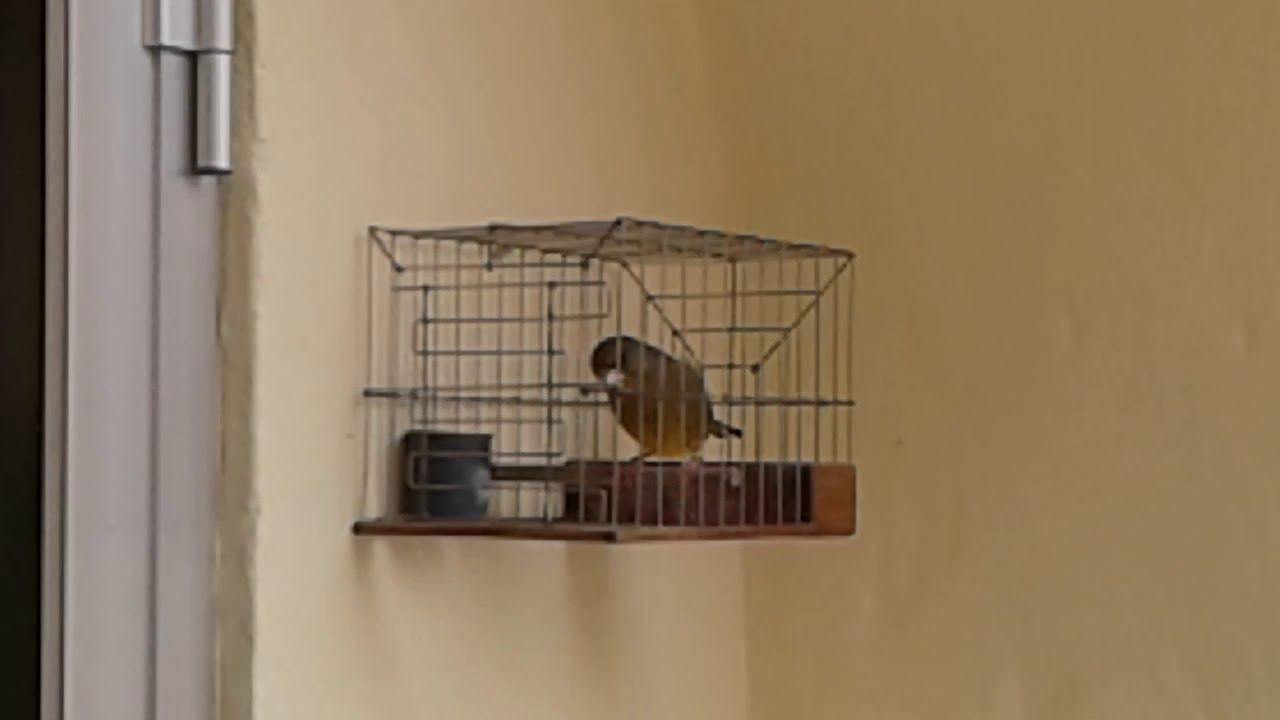 Il virdun tad Dave..