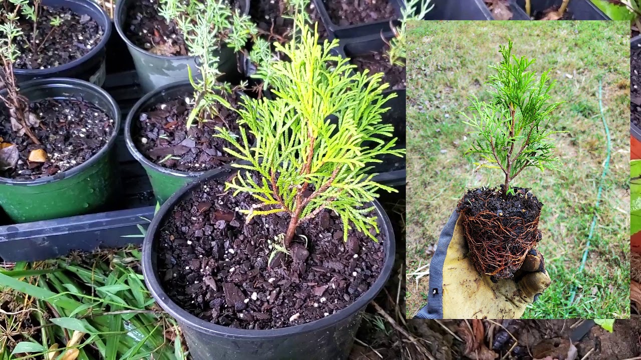 How to Root Arborvitae through Cuttings (Thuja)