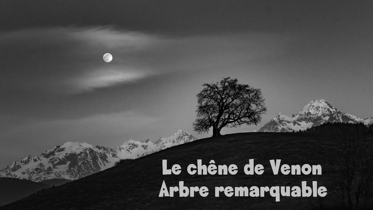 Le ch&ecirc;ne de Venon tr&ocirc;ne sur la vall&eacute;e du Gr&eacute;sivaudan
