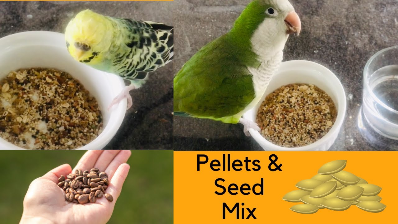 How to prepare parrot's dry food / Pellets & Seed mix #quakerparrot #budgie