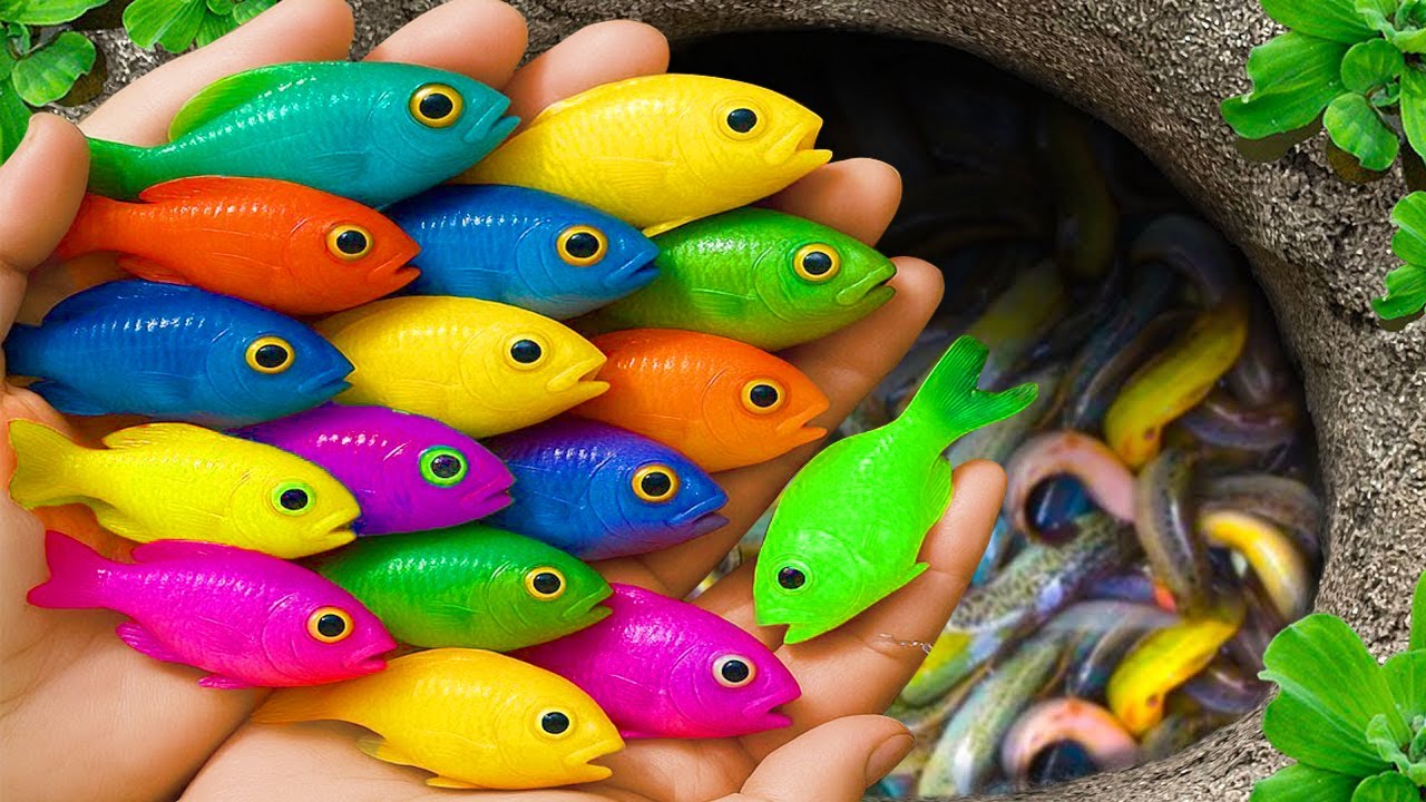 Catch beautiful aquarium fish in small pond baby turtles, eel, koi, pencil fish, nemo fish, spider.