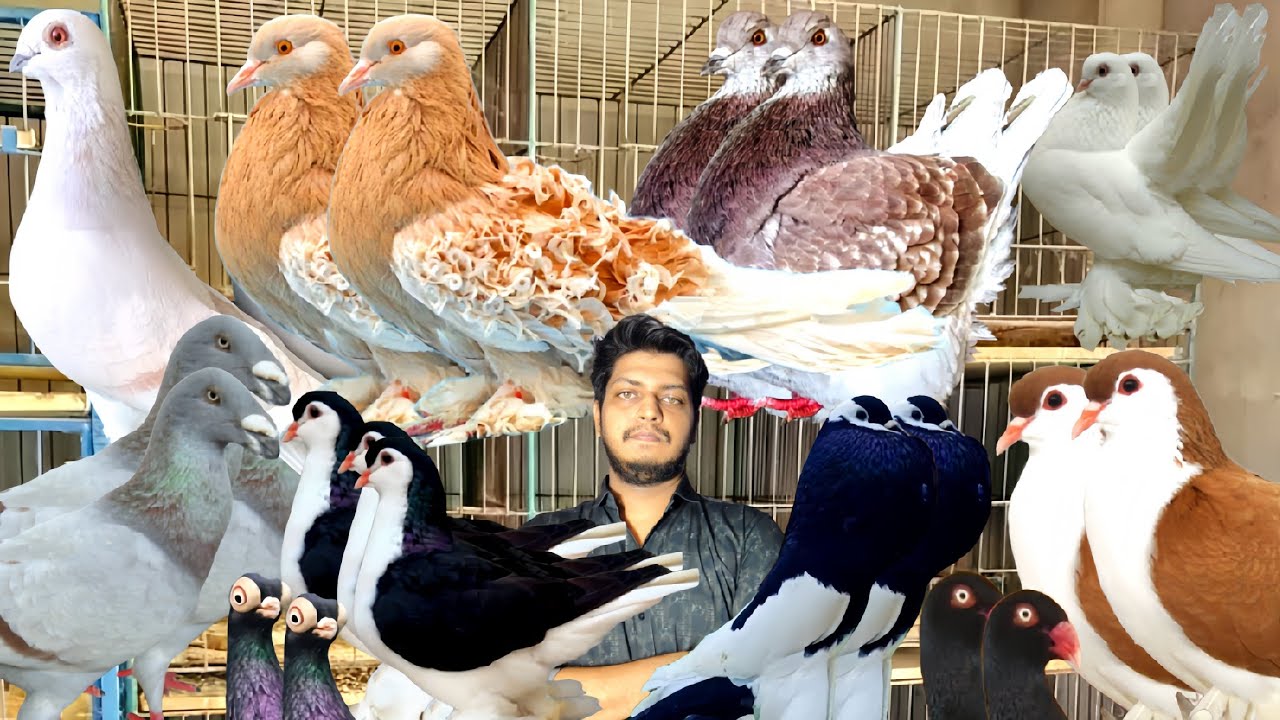 জনপ্রিয় ফেন্সি কবুতর ক্রয় করুন #bdkhamar #kobutorkhamar #pigeonlaver #pigeon #pigeonhouse #kabutar 