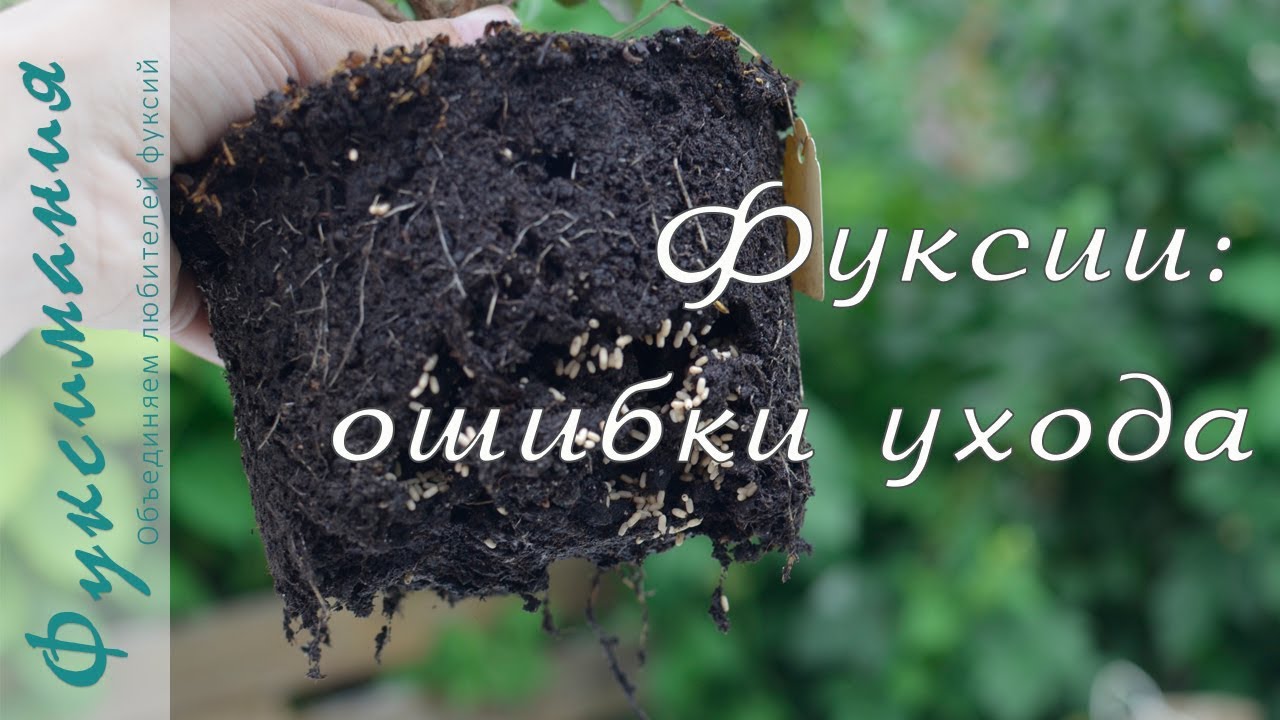 Фуксии: ошибки ухода