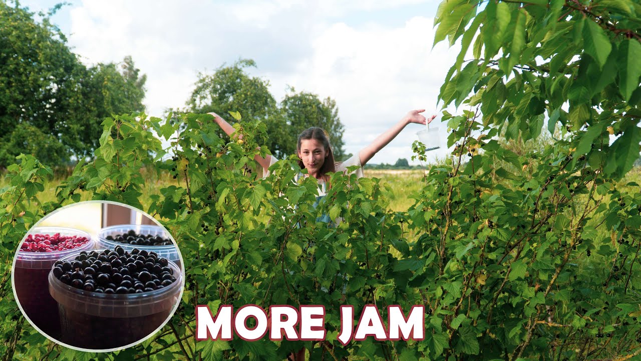 Red & Black Currant Jams