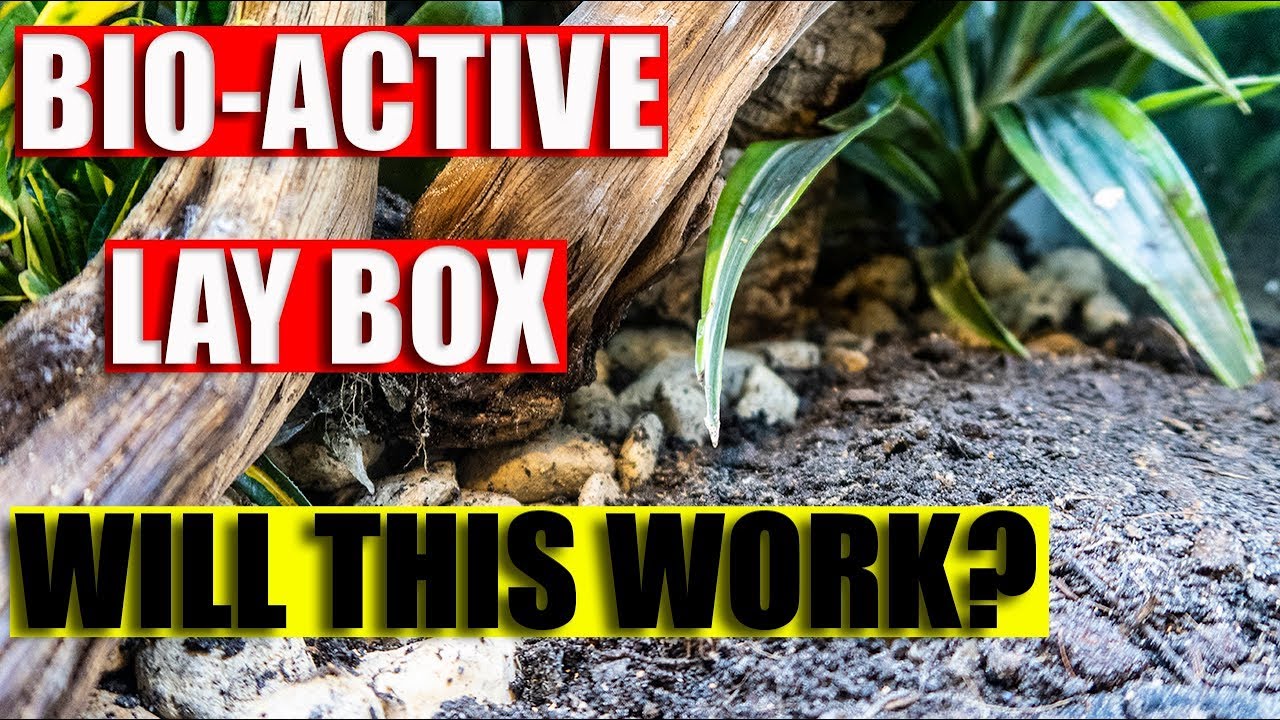 Gecko Lay Box in a Bio-Active Enclosure