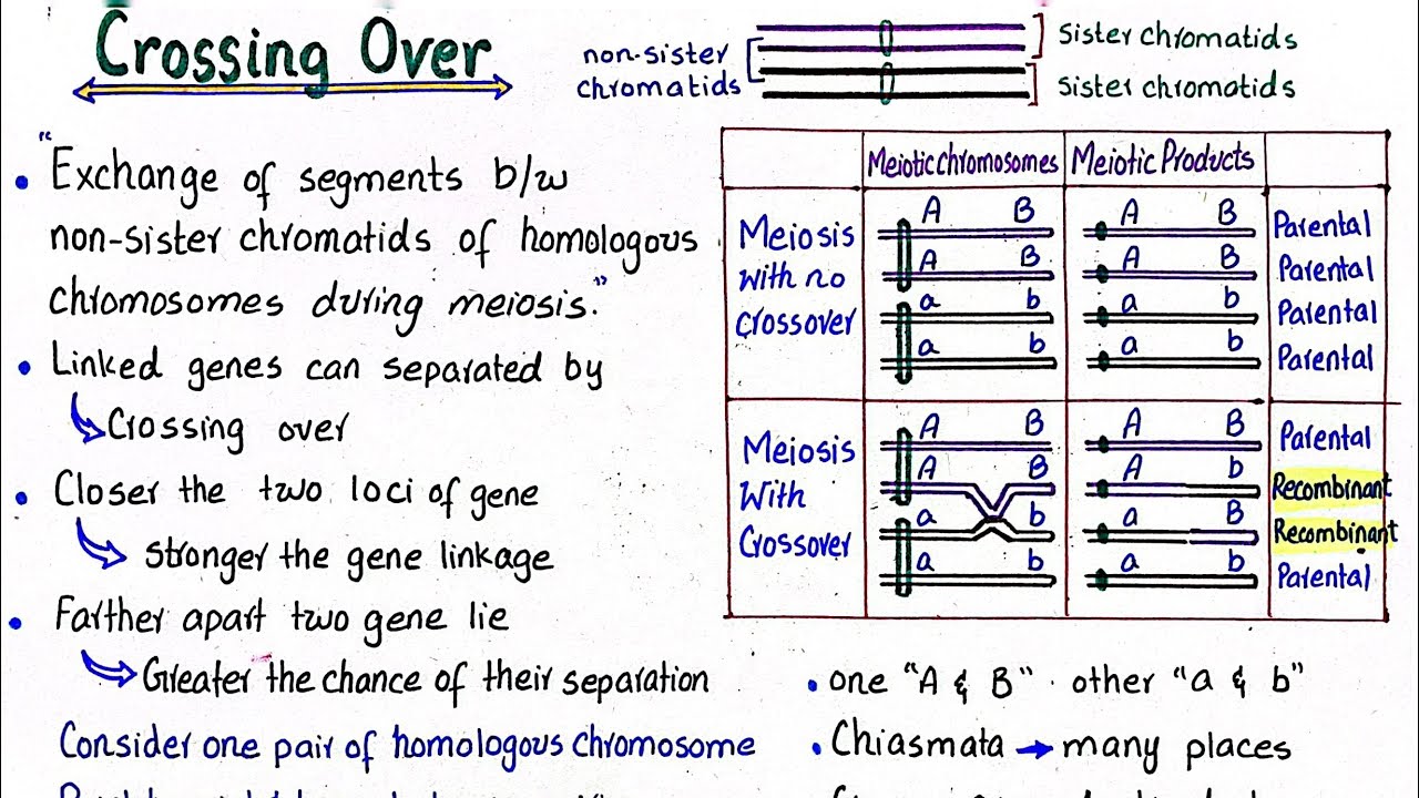 crossing over | class 12