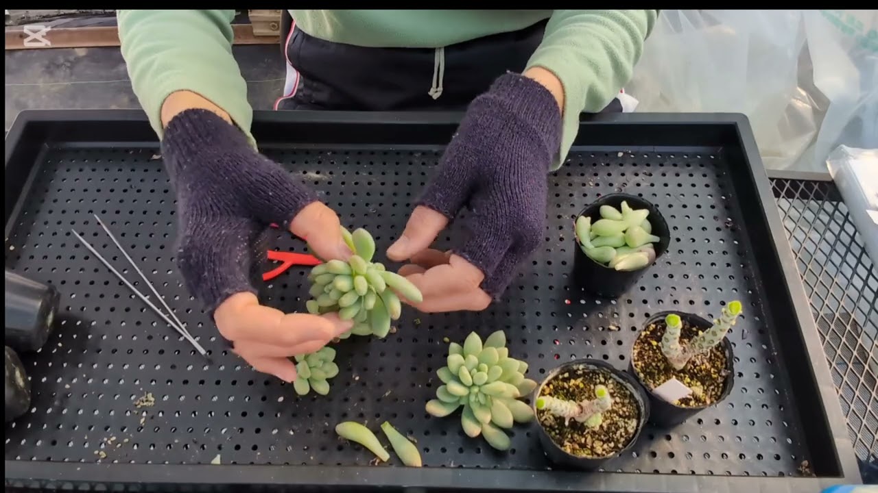 【多肉植物】脇芽がいっぱい出てきたのでカットして脇芽を大きく育てます！