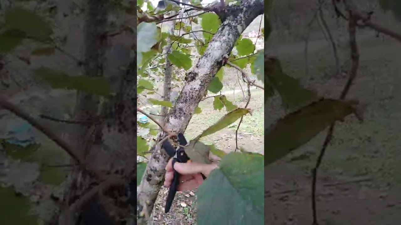 sert kesim yaparak dala y&ouml;n vermek b&uuml;y&uuml;me y&ouml;n&uuml;n&uuml; değiştirmek