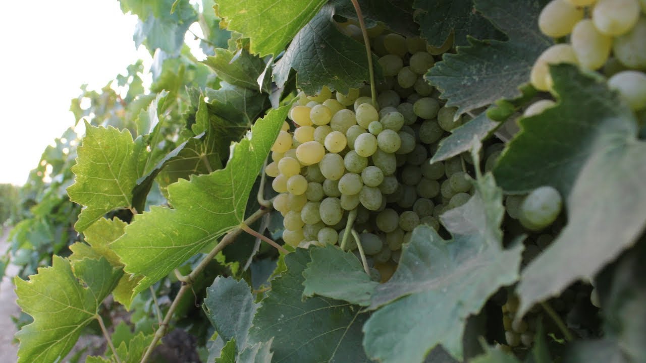 Thompson Grape Crush: What’s the Future?