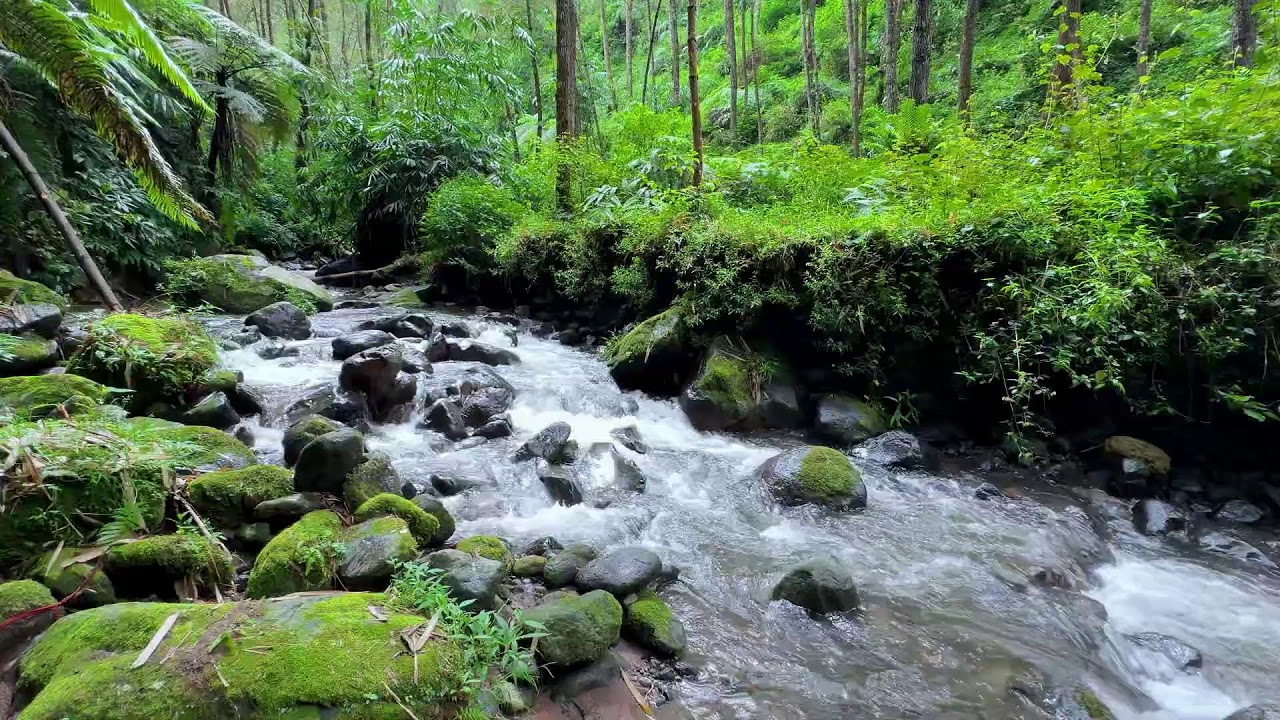 Find quiet clarity with tranquil river sound in the misty forest to encourage deep sleep