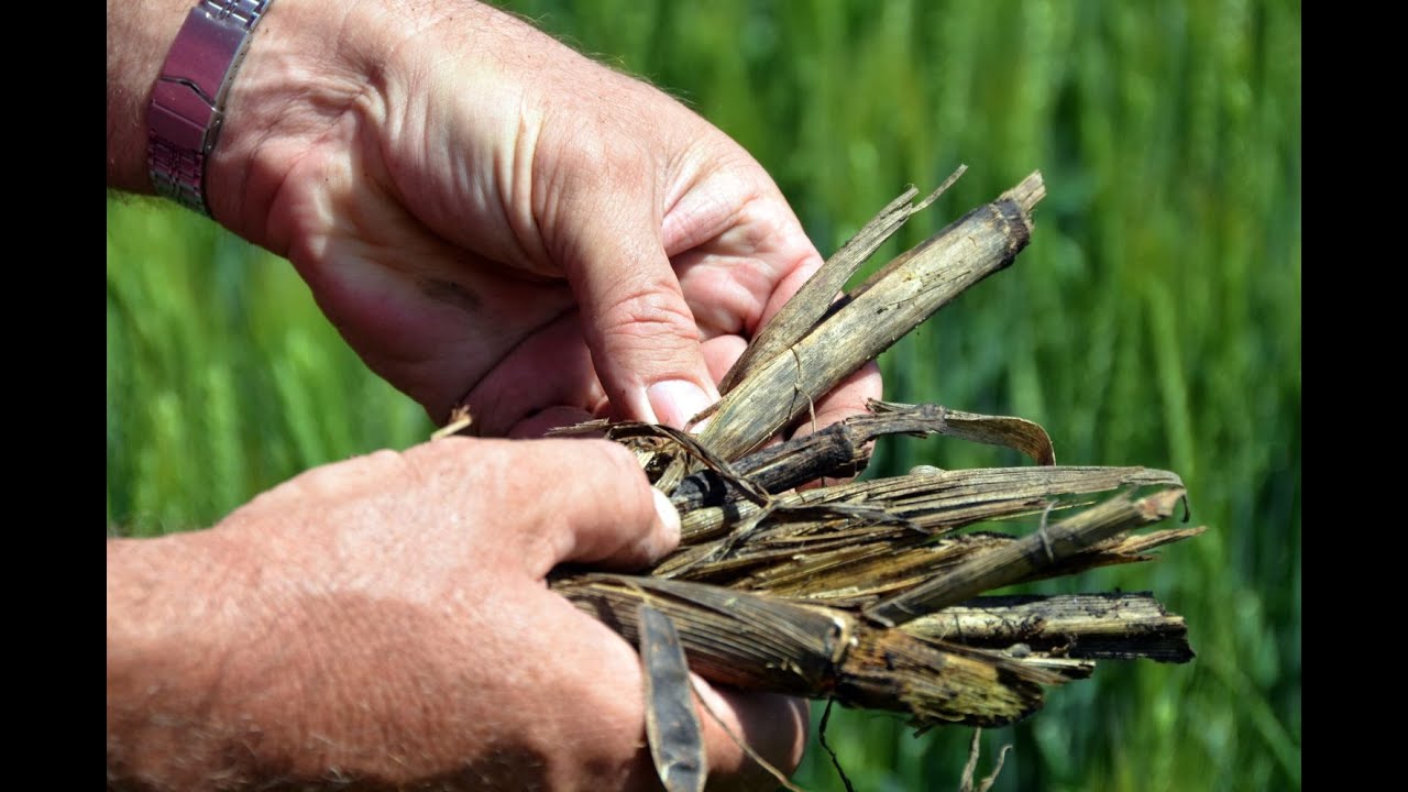 Что такое No-Till. Фермер Владимир Гавриленко