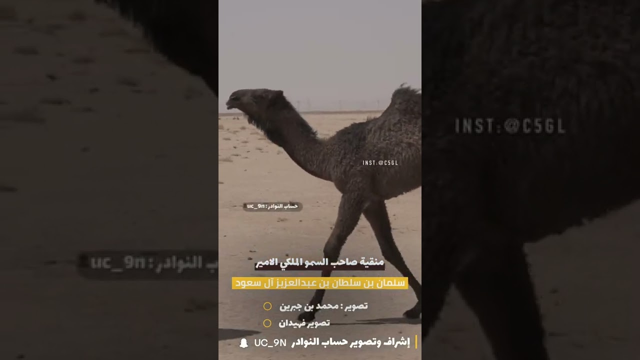 منقية صاحب السمو الملكي الامير: سلمان بن سلطان آل سعود 