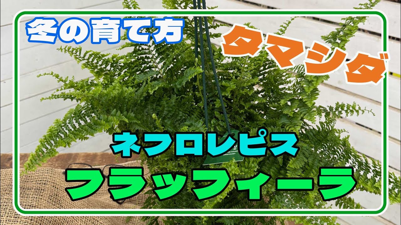 【お洒落なタマシダ】ネフロレピスのフラッフィーラッフルズの育て方！