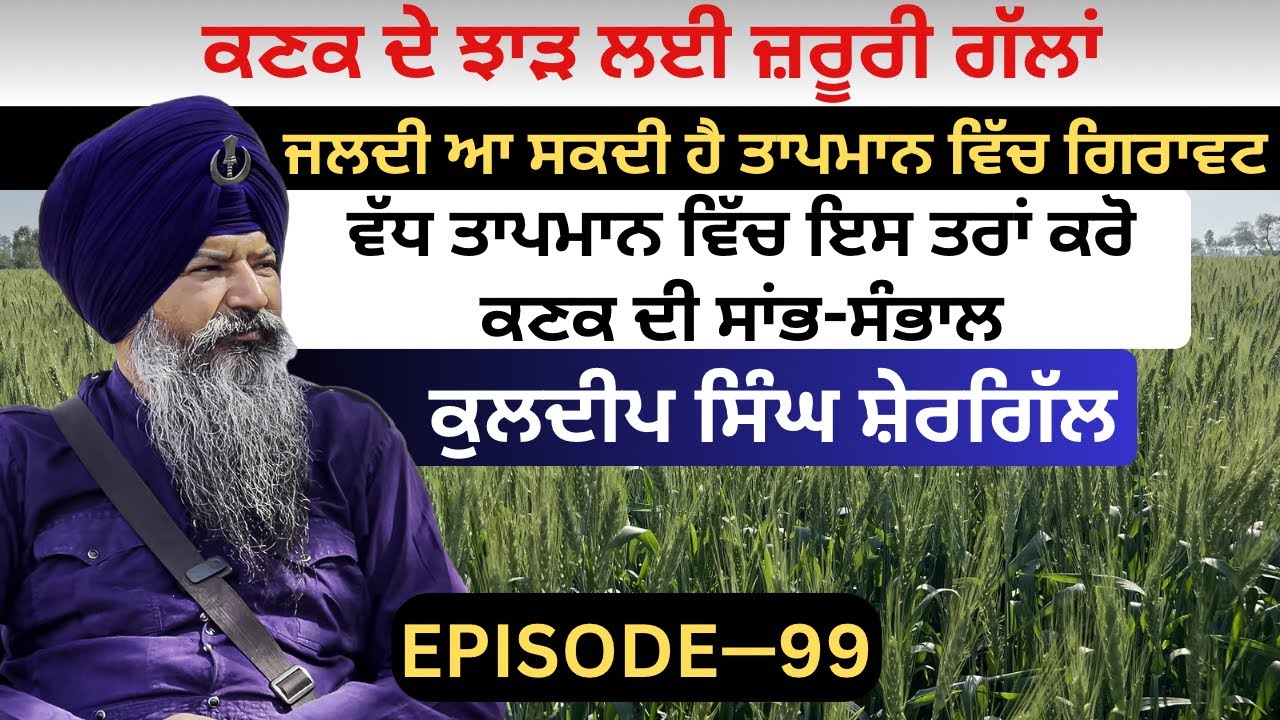 ਕੀ ਤਾਪਮਾਨ ਵਿੱਚ ਵਾਧਾ ਹੈ ਕਣਕ ਲਈ ਖ਼ਤਰਾ | Meri Kheti Mera Kisan | Kuldeep Singh Shergill | Episode-99