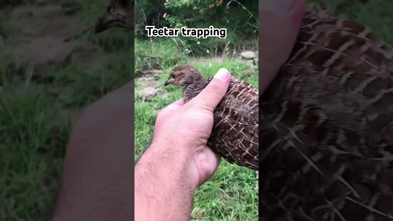 Teetar trapping 