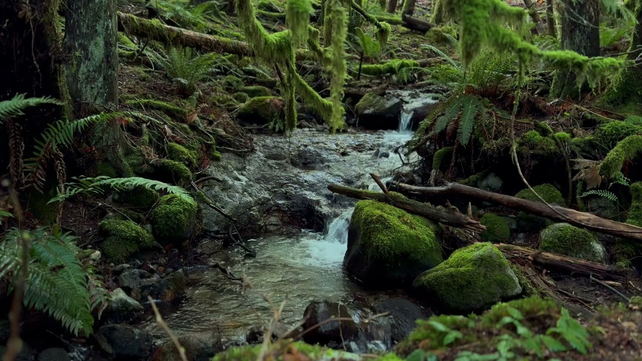 8 Hours of Stream Sound 🌊 Deep Sleep, Relaxation & Stress Relief