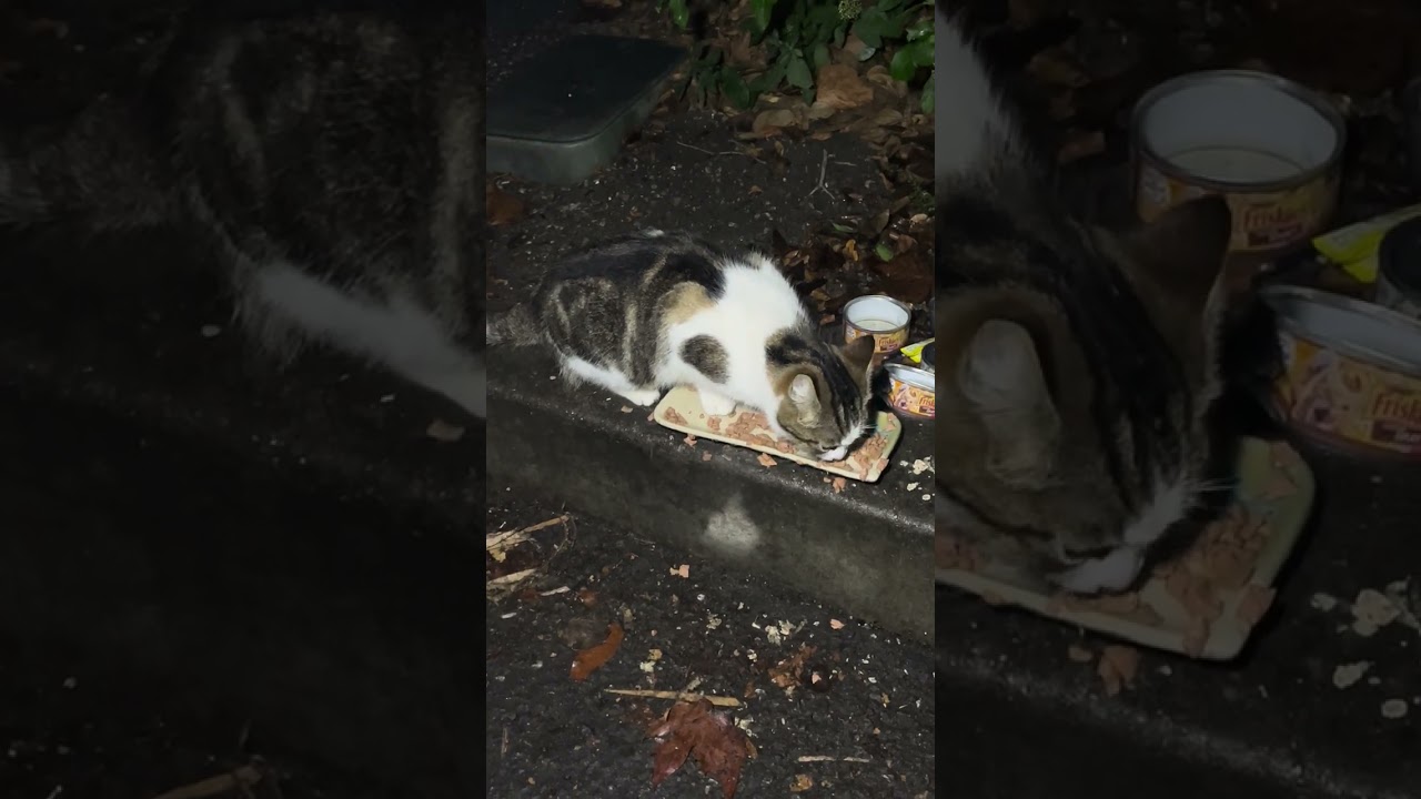 4 Cats After Rain