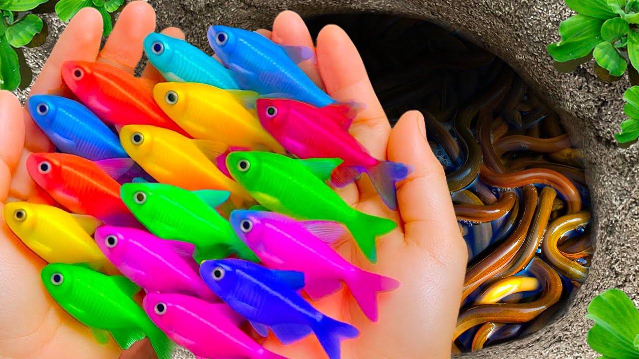 Catch Colorful Tropical Fish in Giant Colorful Eggs, Discus, Baby Turtle, Carp, Ranchu Fish, Guppies