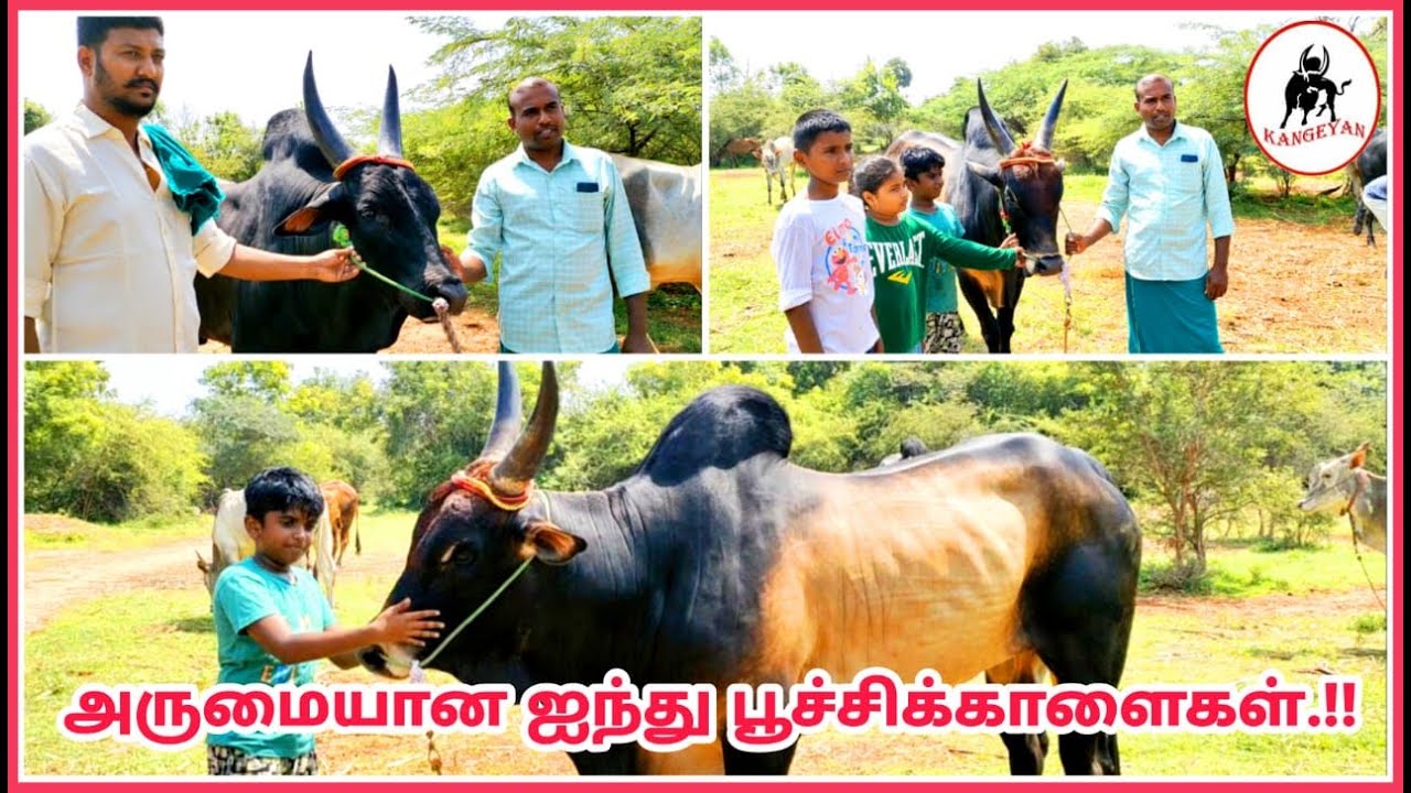 அருமையான 5 பூச்சிக்காளைகள் - நம்ம அவிநாசியில் - Kangeyan
