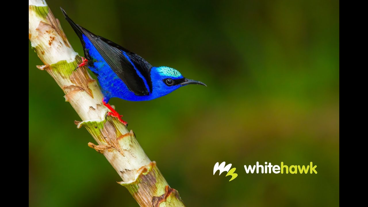 Panama Birds