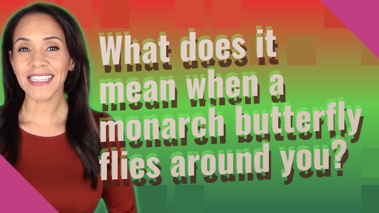 What does it mean when a monarch butterfly flies around you?