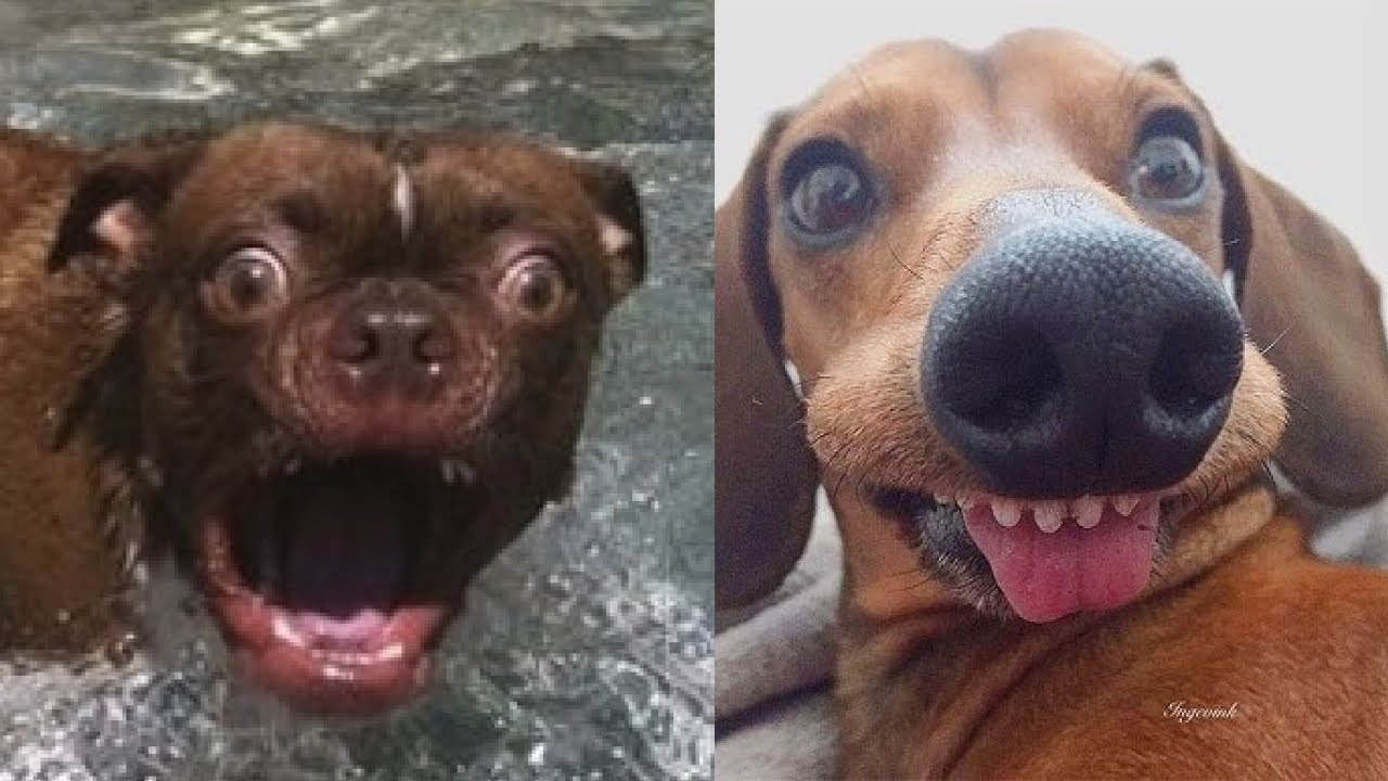 🤪😂 Вирусные тиктоки с собаками, которые заставят вас смеяться до слез! 😂🐶