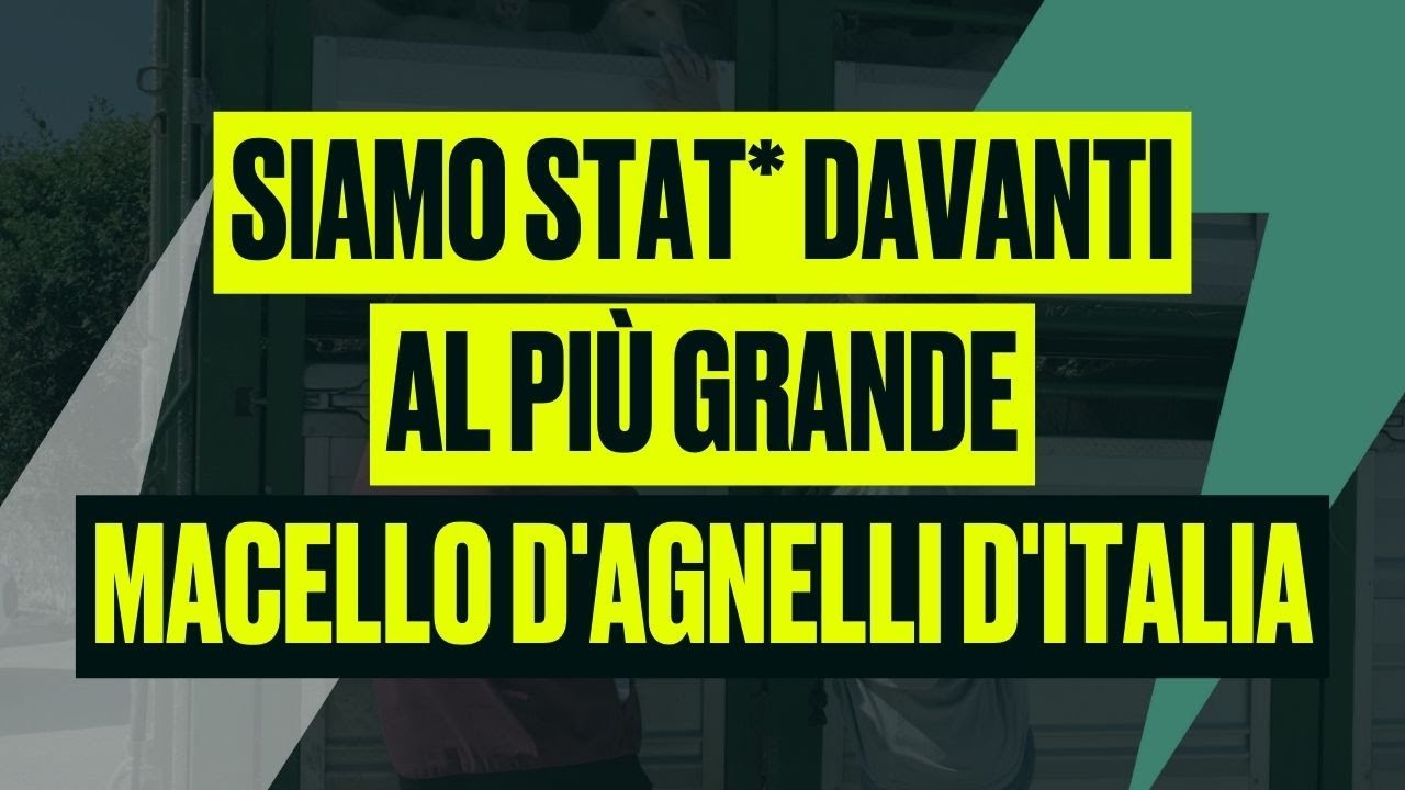 Il Nostro Viaggio al Macello degli Agnelli