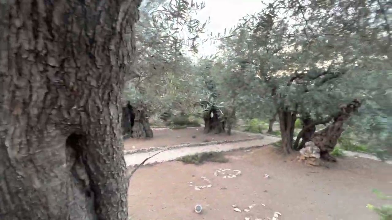 Grădina Ghetsimani - locul unde M&acirc;ntuitorul se roagă cu picături de s&acirc;nge și este prins de cei răi.