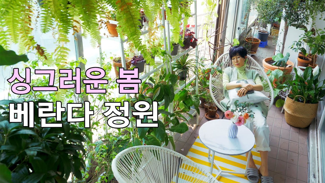 [싱그러운 봄 베란다 정원]키우기 쉬운식물 7가지/ 힐링플렌테리어/햇빛 잘 안드는 집에서 살아 남는 식물들