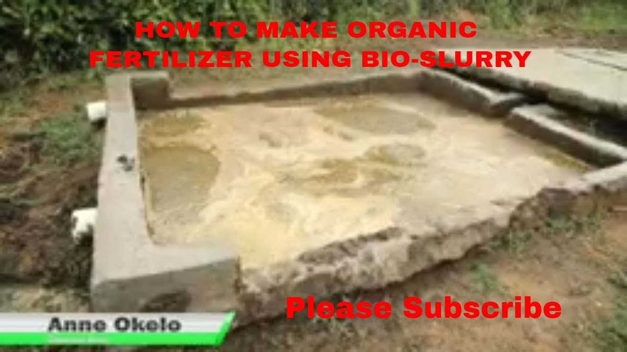 HOW TO MAKE ORGANIC FERTILIZER USING BIO-SLURRY