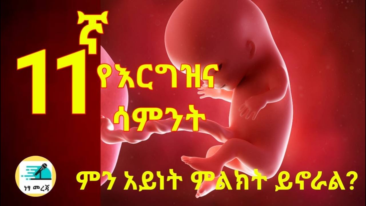 የእርግዝና አስራአንደኛ ሳምንት//11 weeks pregnant ;What to Expect