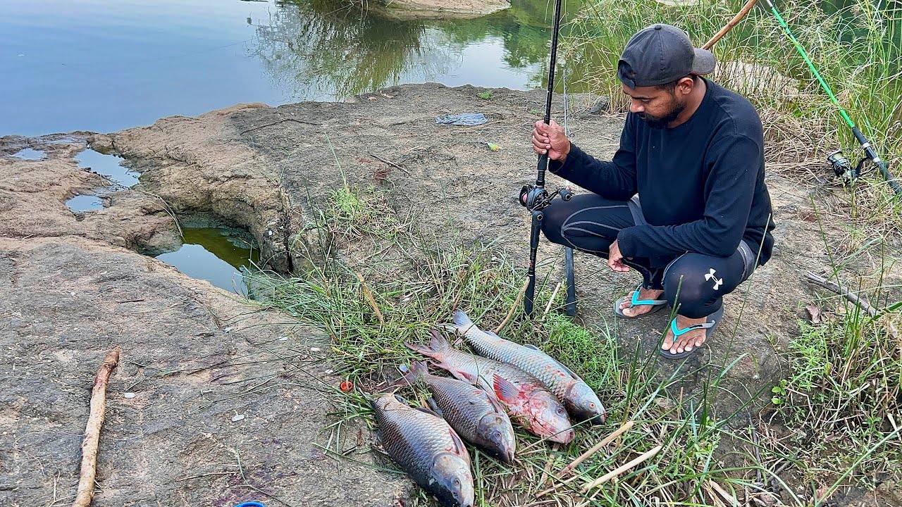 පිටි වලට අල්ලන රොහු මිරිගල් මාලු 🐠 fishing Rohu 