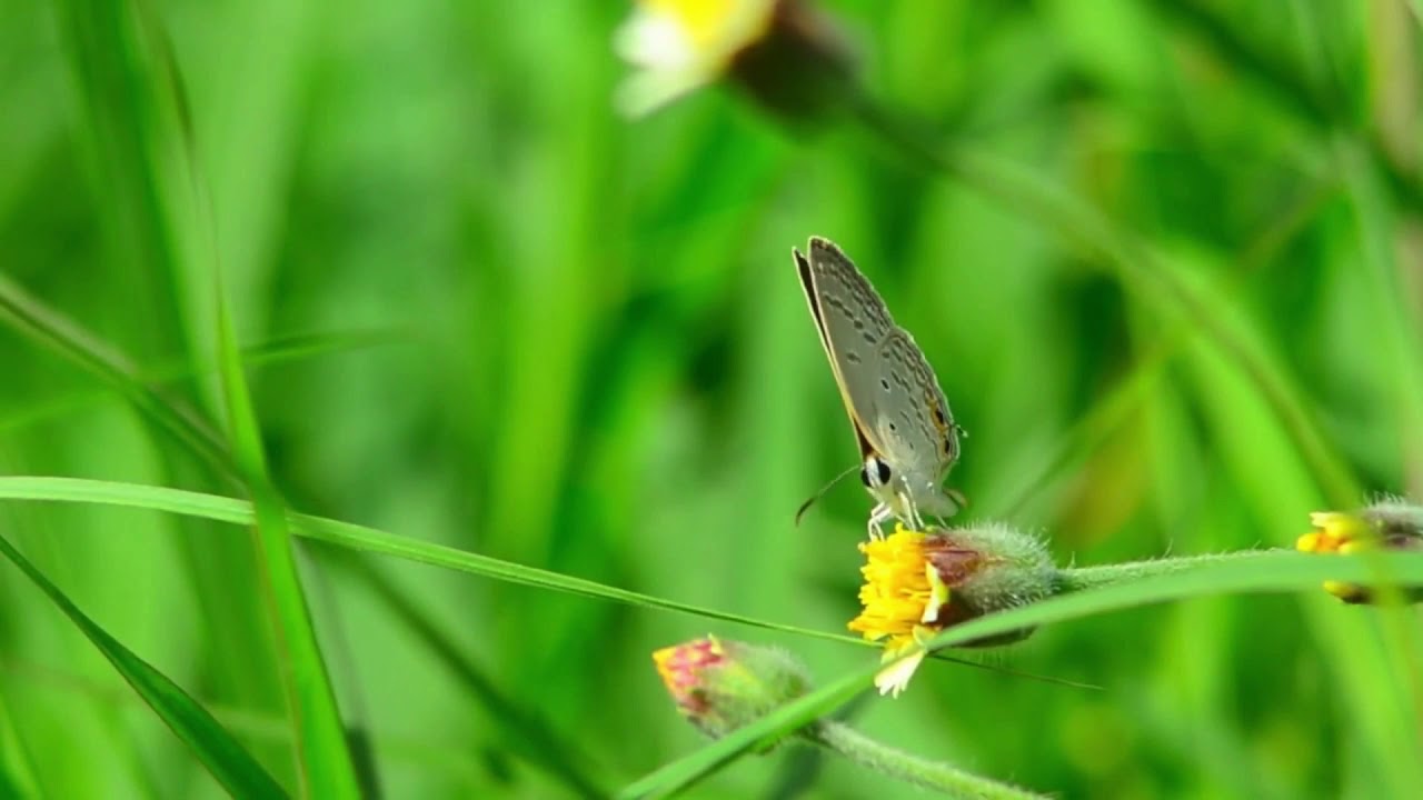 Relaxing video- green color for the nature world