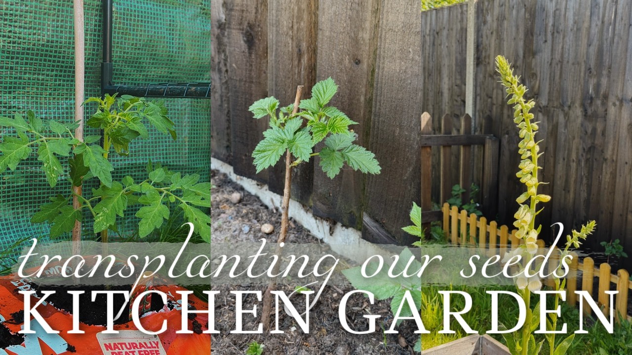 Transplanting Lettuce & A New Pet! 🐸 | Jazmine's Country Journal