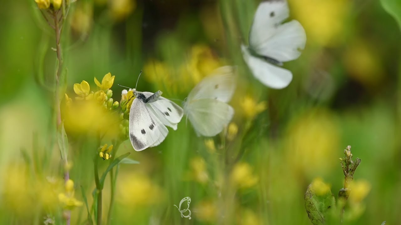 Beside the Old Iron Bridge: A Floral Sea of Cosmos🌸, Rapeseed Blossoms, and Fluttering Life 