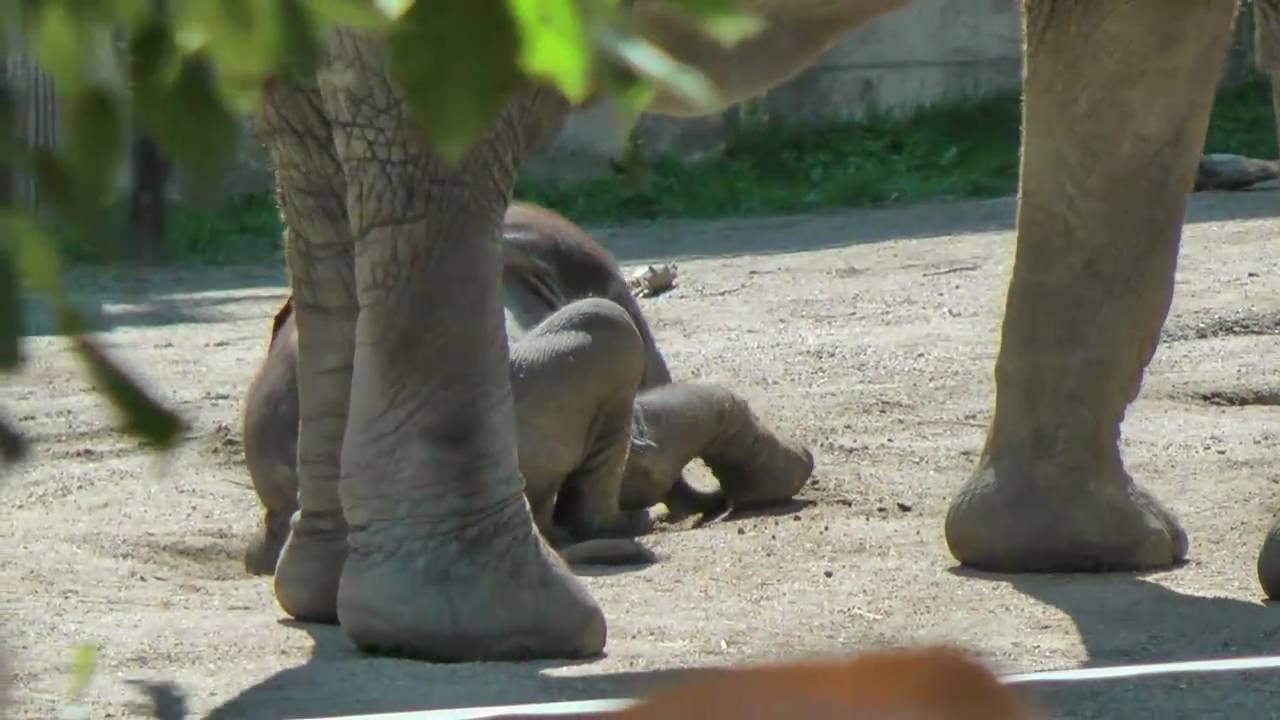 Babyelefant Tuluba 3 Wochen alt - Tierpark Schönbrunn Wien, 29.08.2010