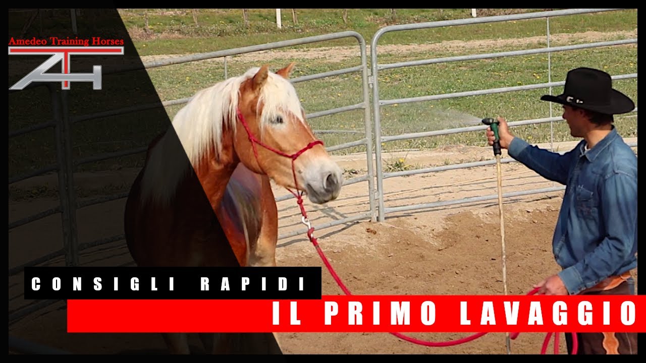 CONSIGLI RAPIDI - Il primo lavaggio del cavallo