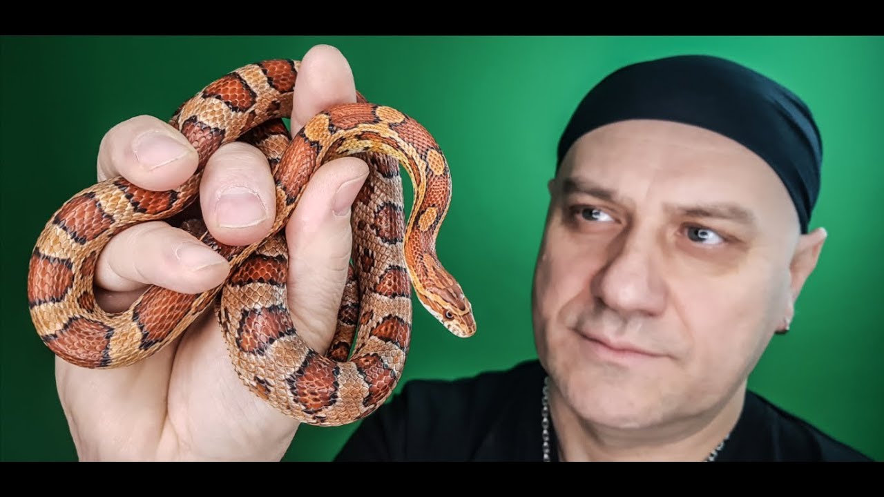 WĘŻE DLA POCZĄTKUJĄCYCH - zbożowy , mahoniowy...