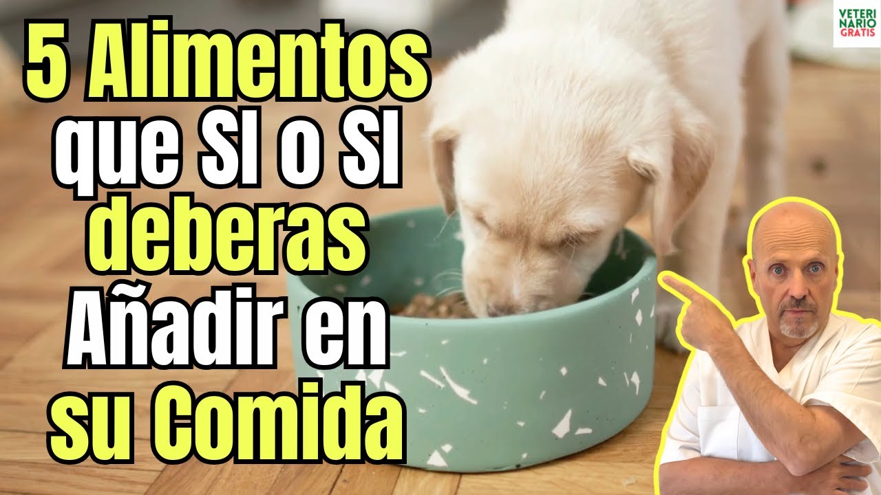 🐾 5 ALIMENTOS NATURALES QUE DEBES INCLUIR EN LA COMIDA DE TU PERRO ¡Mejora su salud desde el plato!🥕