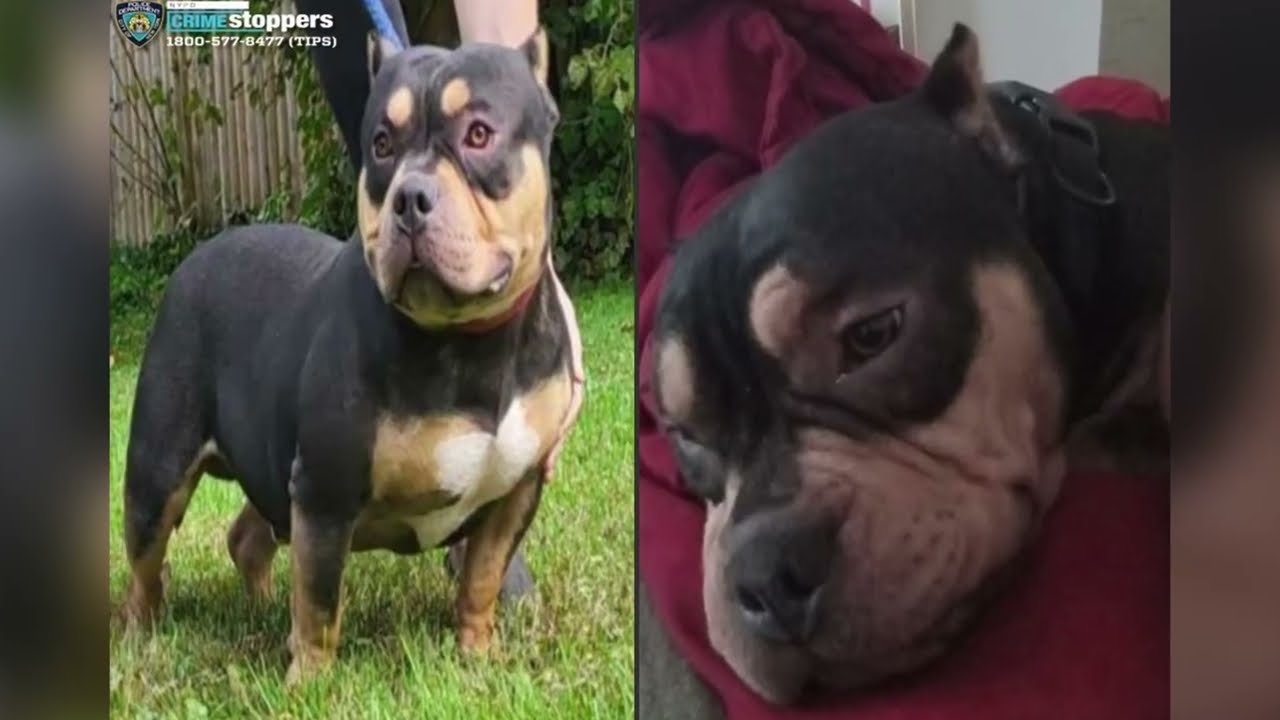 Stolen dog reunited with owner