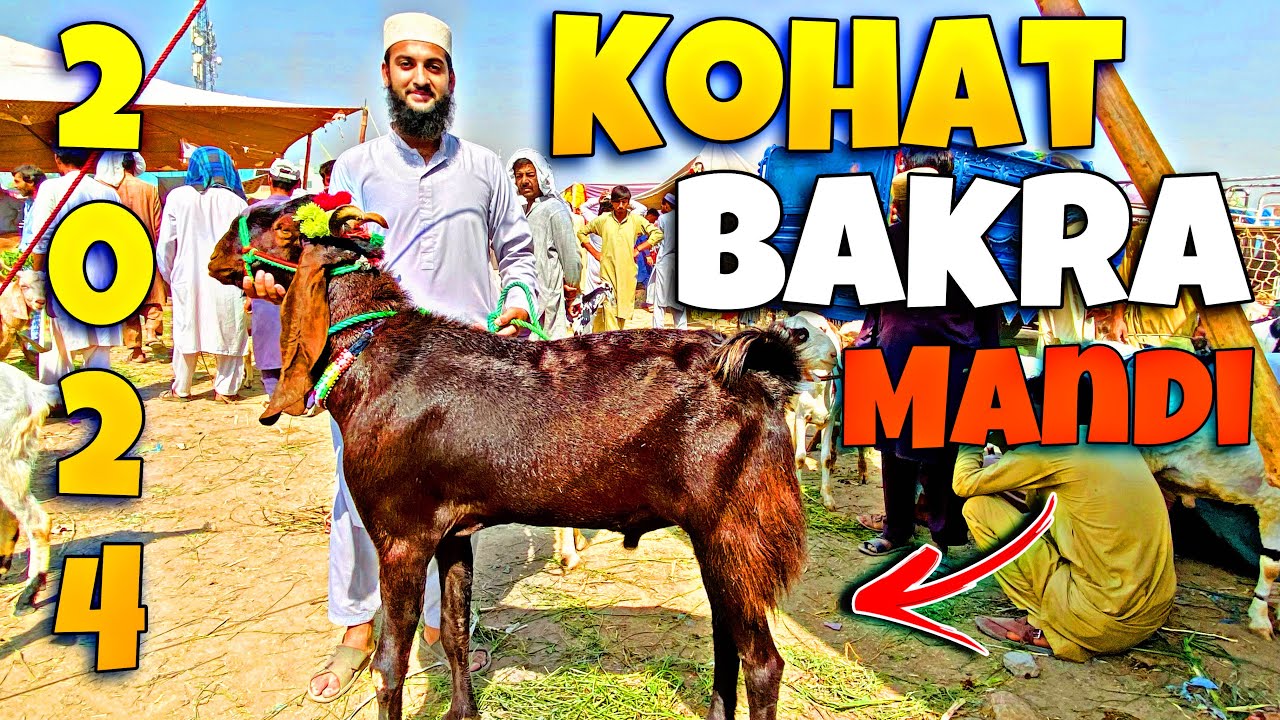 Kohat Bakra Mandi 2024 | Kohat Mandi 2024