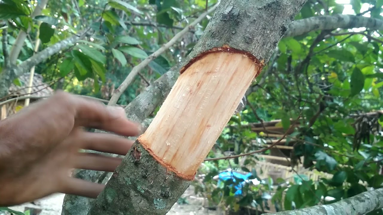 TUTORIAL CANGKOK RAMBUTAN ANTI GAGAL