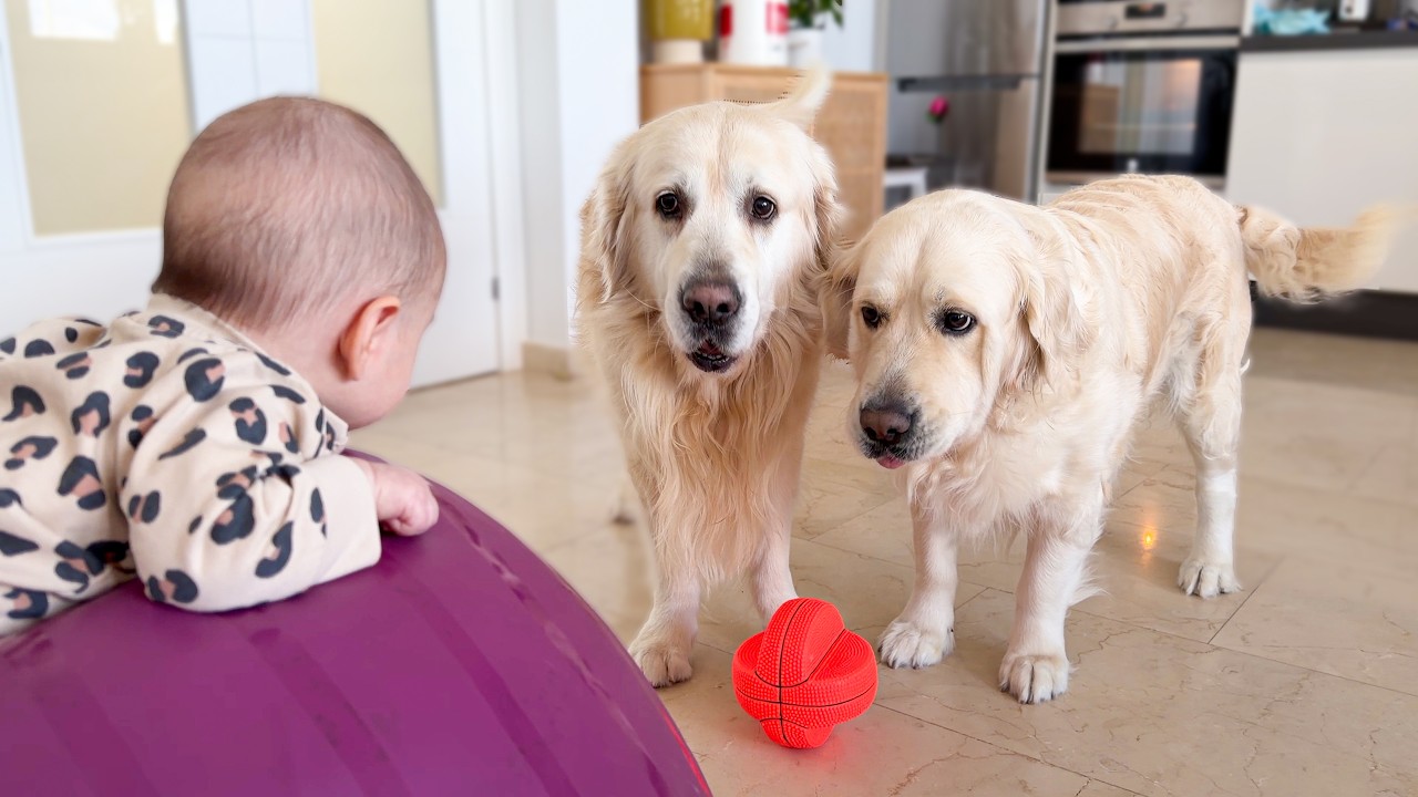 Te golden retrievery błagają o zabawę z dzieckiem