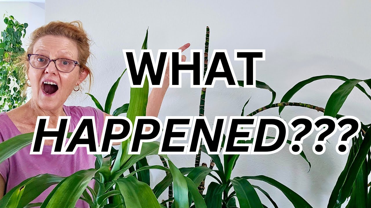 Troublesome DRACAENA LISA: How To Fix A Bending Stem + Pruning & Propagating Tips