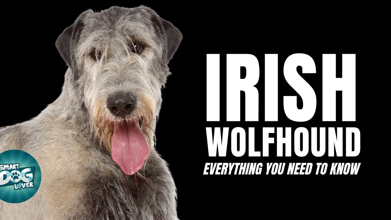 Irish Wolfhound Dogs 101 | Everything You Need To Know