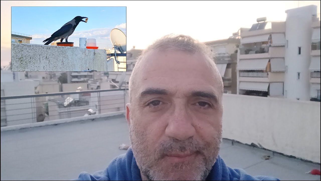 Γιατί η Κουρούνα (Hooded Crow) Είναι το Καλύτερο Κατοικίδιο στον Κόσμο!