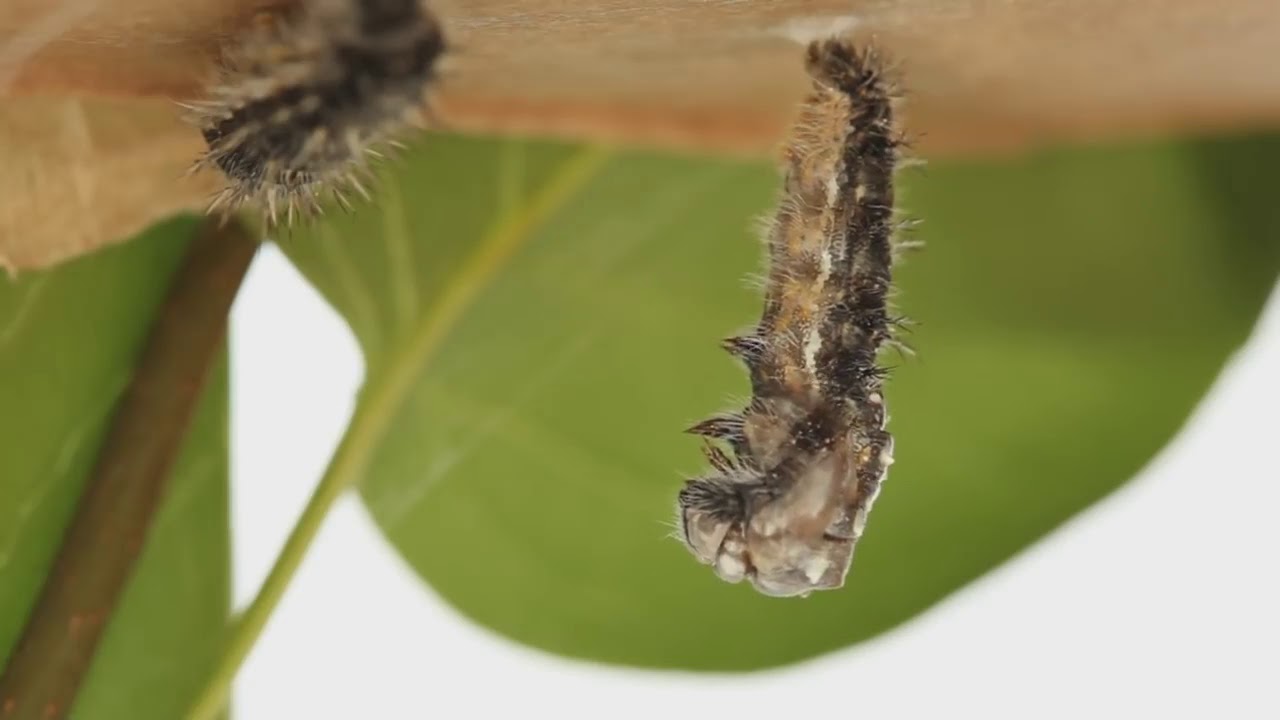 Caterpillar to Butterfly
