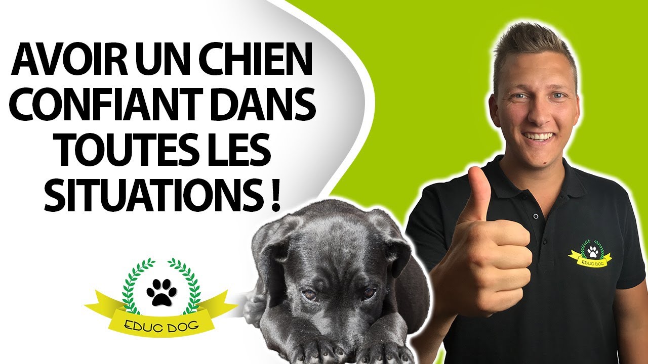 Chien anxieux, craintif et peureux : comment faire ?
