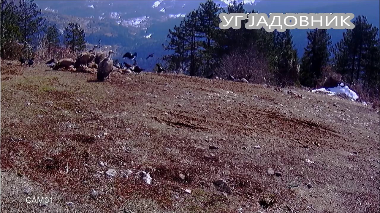 Hranili&scaron;te divljih životinja Ka&scaron;an - Beloglavi supovi